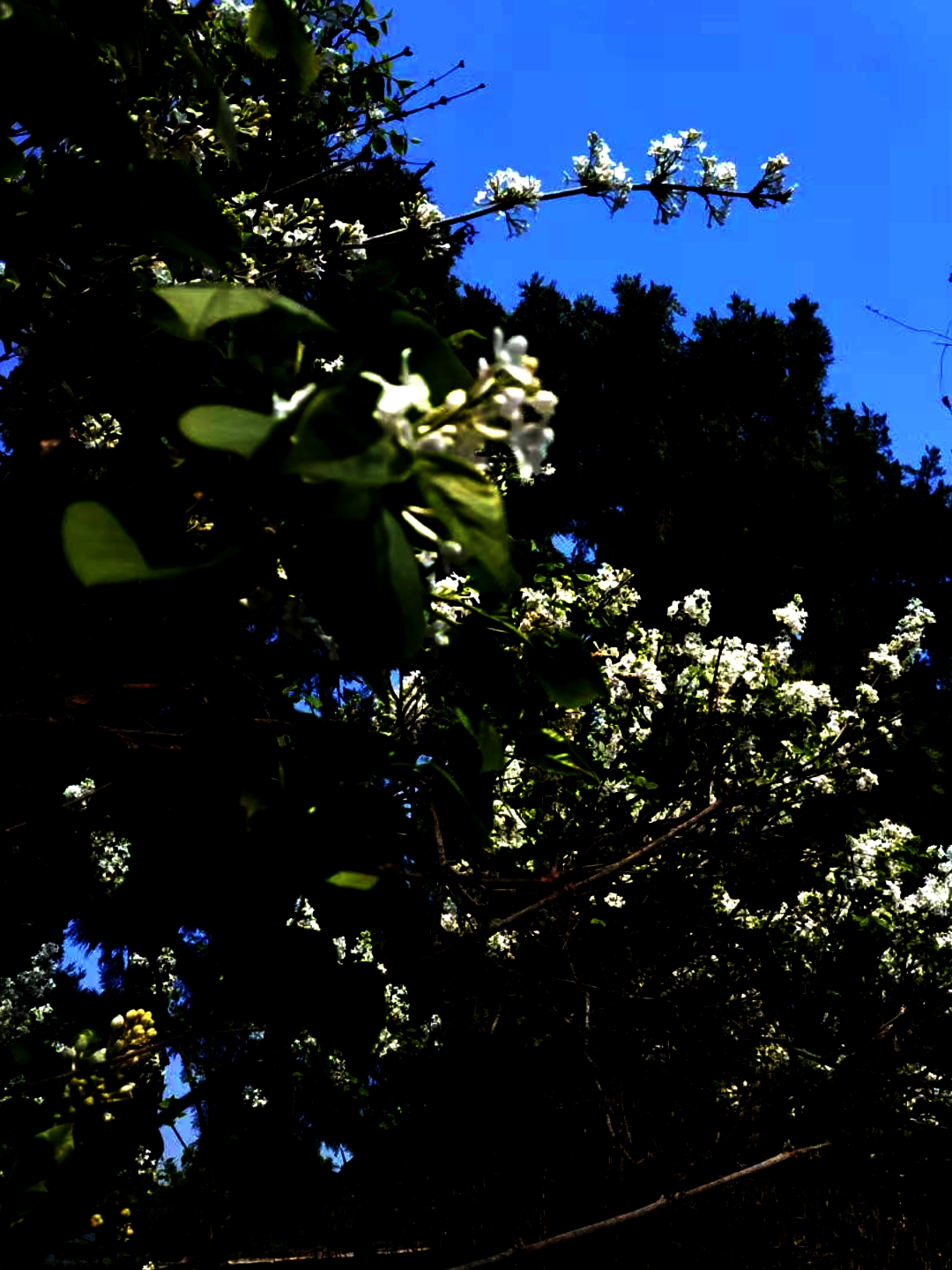 Ϸʦο